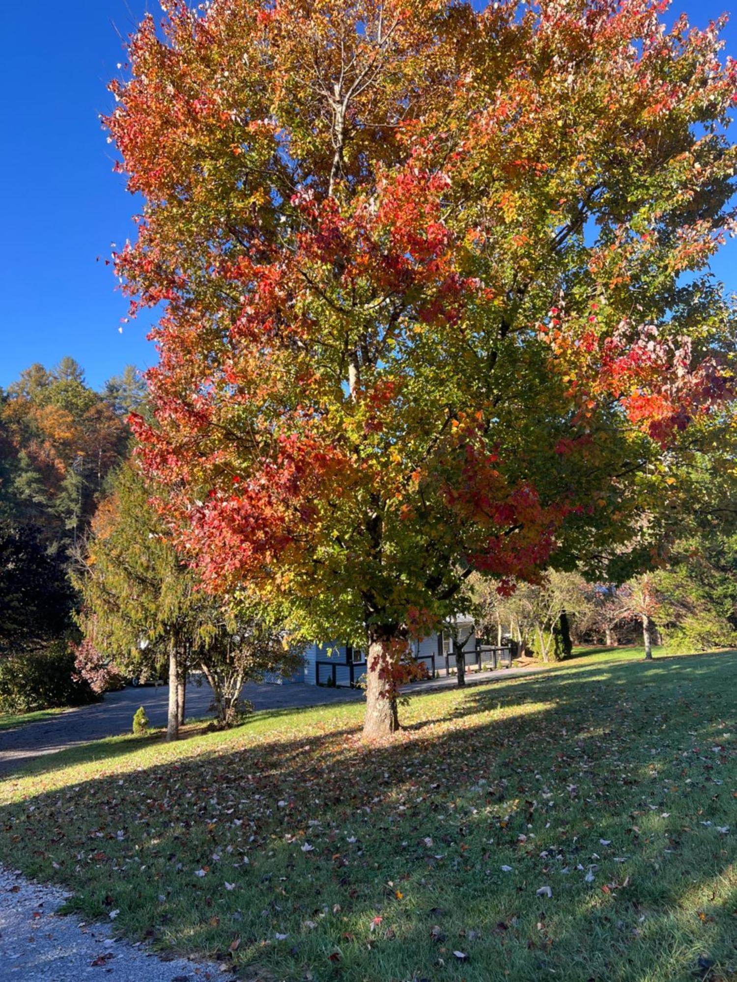 Firefly Fields 2-Acres With Guest House, Game Room, Mountain & River Views Sevierville Extérieur photo